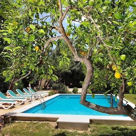 Punxa Pollensa